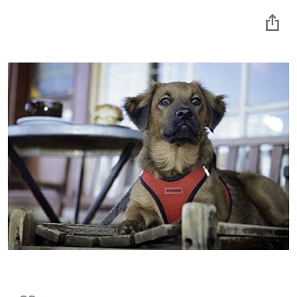 Dog harness XL (for small-medium dogs) - Picture 3 of 11